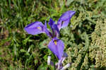 Giant blue iris